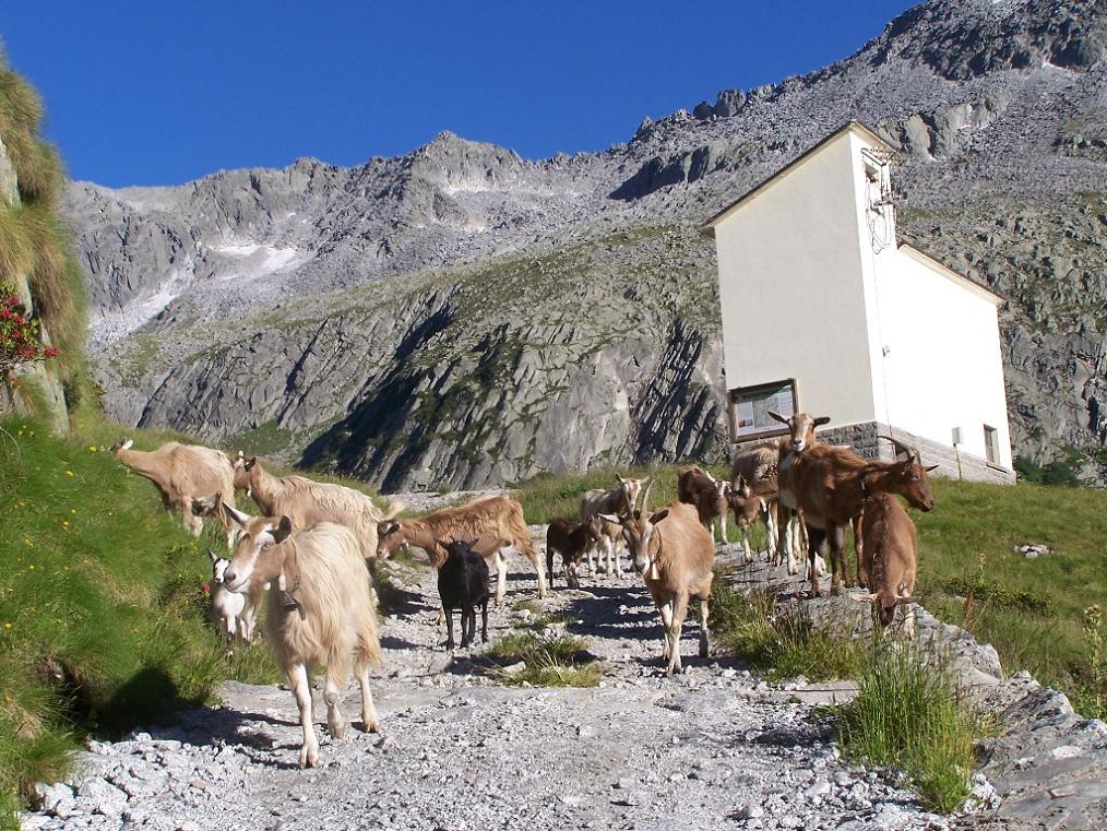 Itinerari per tutti (o quasi): l''Adamello dal Prudenzini